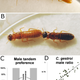 Illustration for article titled Two Invasive Termite Species Join Forces To Wreak Havoc In Florida